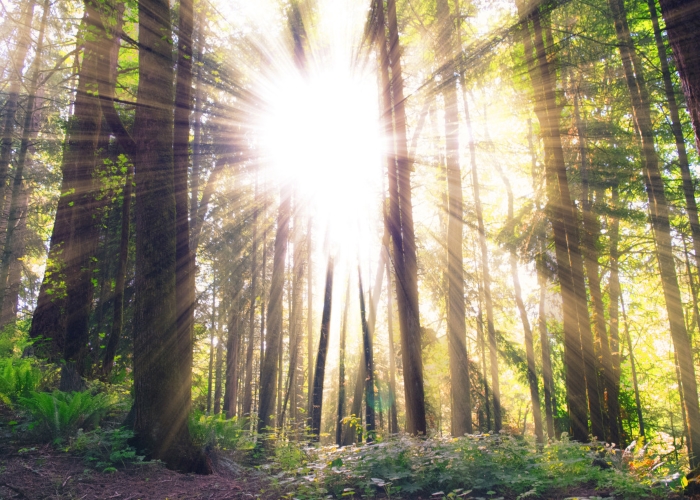 genetic links with vitamin D