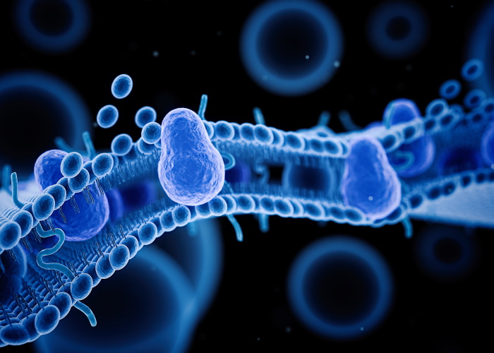 myelin producing cells