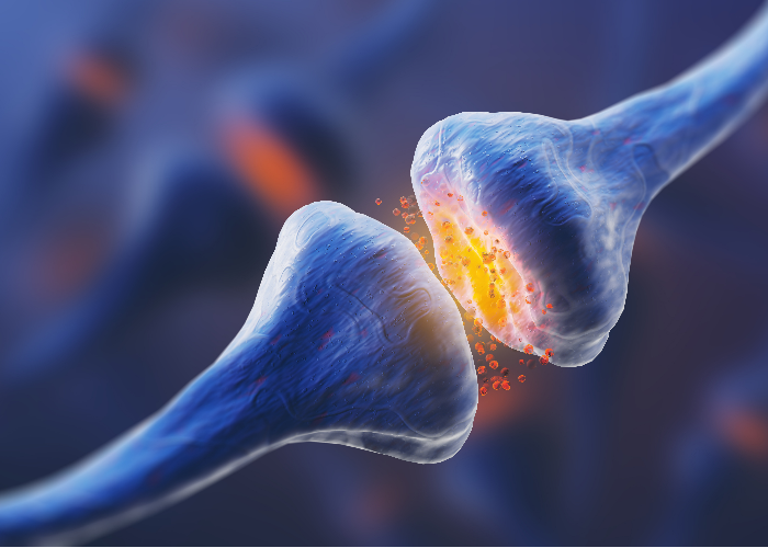 microscopic insights into spines electrical circuit