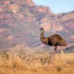 The MS Plus Ikara-Flinders Ranges Adventure