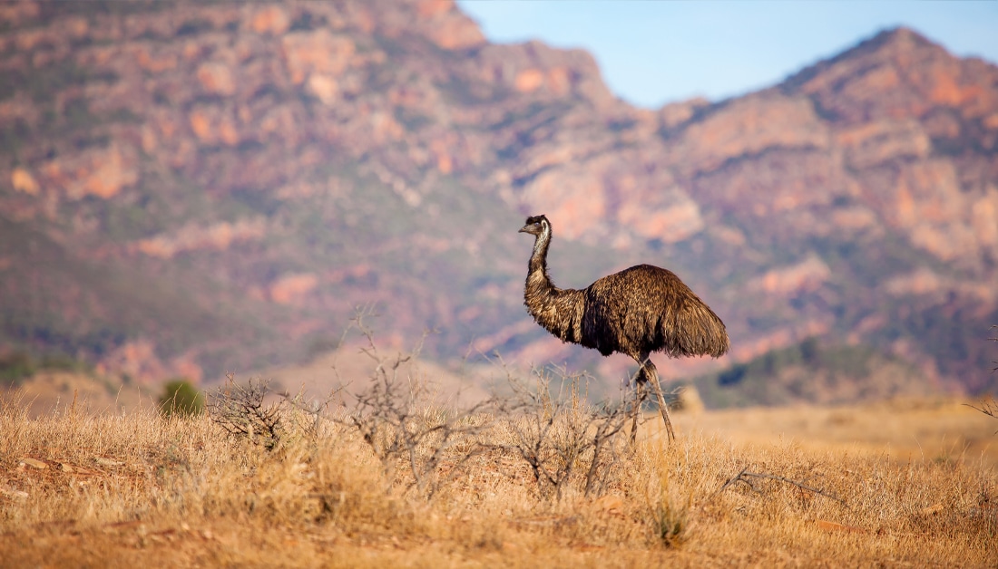 The MS Plus Ikara-Flinders Ranges Adventure