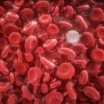 Red and white blood cells