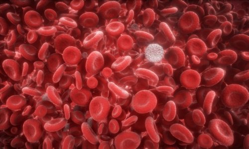Red and white blood cells